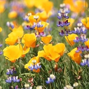 Meet your Posher, Yelena